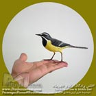 دم جنبانک خاکستری